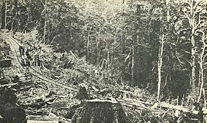 Dun Mountain railway in heavily wooded country. The track and wooden ties were still in an excellent state of preservation