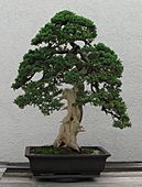 Dwarf Japanese Juniper, 1975-2007