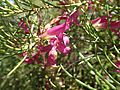 Eremophila alternifolia (ANBG2)