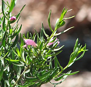 Eremophila divaricata.jpg