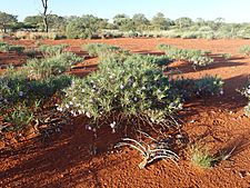 Eremophila foliosissima (habit)