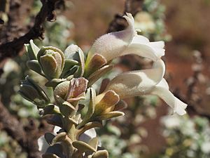 Eremophila rigida (leaves and flowers).jpg