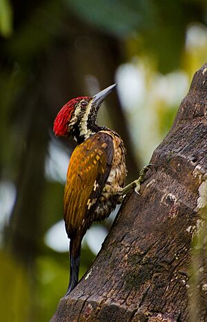 Flameback Woodpecker.jpg