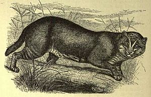 Flat-headed cat (f. planiceps)