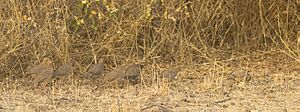 Flock of Rock Bush Quails