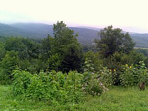 Forests near Vanadzor