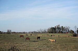 Georgetownhorse