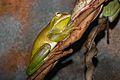 Giant tree frog444