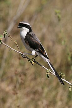 Graumantelwürger Lanius excubitoroides