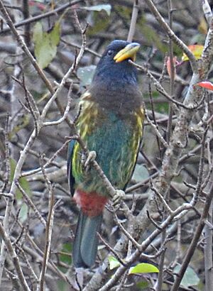 Great Barbet