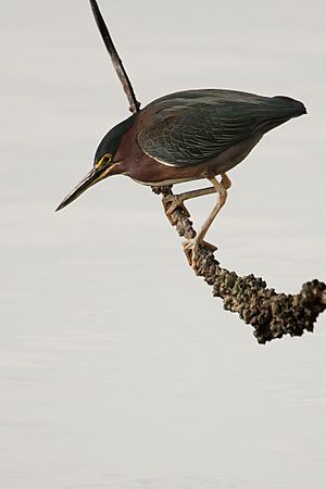 Green heron 0060