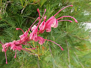 Grevillea plurijuga 'Purple Haze' 1247.jpg