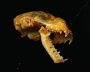 Hipposideros beatus.jpg