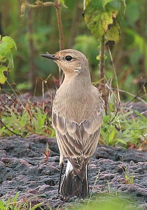 Isabelline wheatear ,Oenanthe isabellina