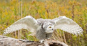 Juvenile male calling for its mother