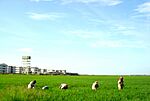 Kalmunai Paddy Fields.jpg