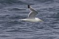 Kittiwake (Rissa tridactyla) in flight