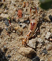 Labidura riparia 070819