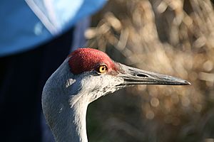 Lesser Sandhill Head