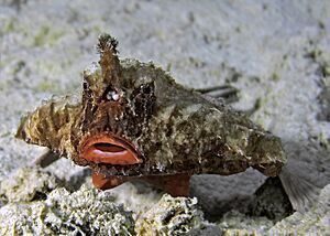 Longnose batfish.jpg