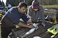 Lower-elwha-klallam-steelhead-broodstock-spawning-keith-lauderback-melanie-roed-0277