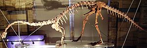 Massospondylus 1 NHM2.jpg