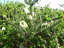 Melaleuca ringens (leaves, flowers, fruits)