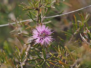 Melaleuca tinkeri (leaves, fruits).JPG