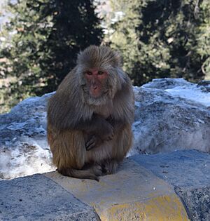 Monkey in Nathiagali