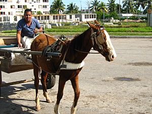 Mula en Sandino