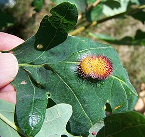 Oak hedgehog gall