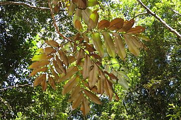 Opisthiolepis heterophylla 26439756