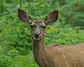 OregonBlacktailhead