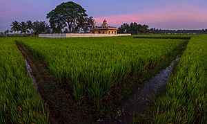 Paddy fields near Srirangapattana