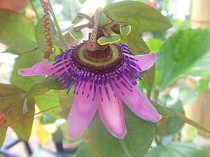 Passiflora picturata4