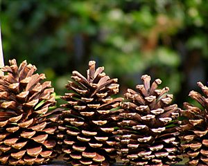 Pinus elliottii cones Georgia