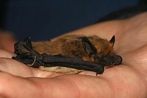 Pipistrellus kuhlii adult.jpg