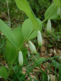 Polygonatum odoratum jfg.jpg