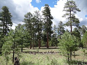 Ponderosa Forest