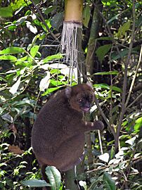 Prolemur simus Cedric Girard-Buttoz