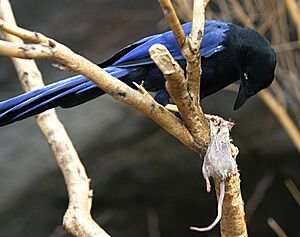 Purplish-backed Jay eating