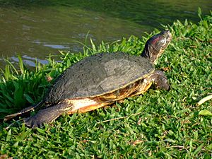 Red-eared Slider Thailand.JPG