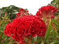 Red Cockscomb flowers