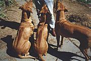 Rhodesian Ridgeback ridges