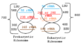 Ribosome Structure