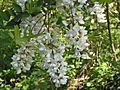 Robinia (Robinia pseudoacacia)