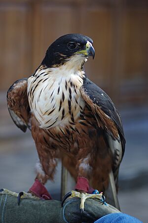 Rufous-bellied-hawk-eagle2