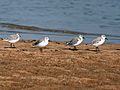 Sanderlings Im IMG 9382