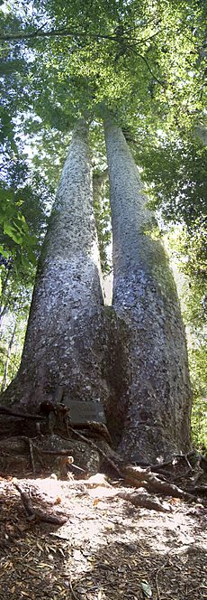 Siamese Kauri