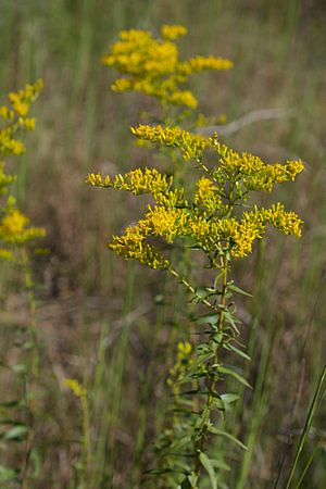 Solidago odora Arkansas.jpg